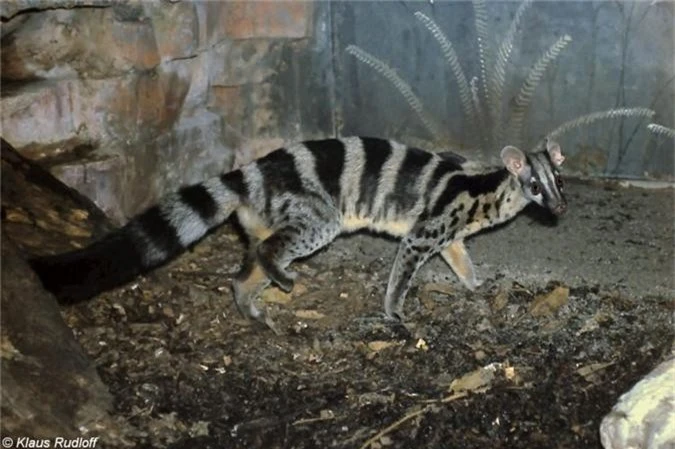 Cứu hộ thành công 2 cá thể Cầy vằn bắc: Loài siêu hiếm!