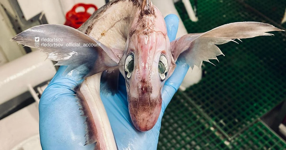 “Cá quái vật” đang sốt xình xịch trên Instagram: Loài cực hiếm?