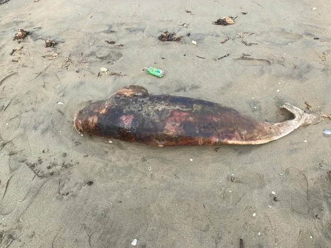 3 con cá lạ trôi dạt vào bờ biển Hà Tĩnh, là loài linh thiêng?