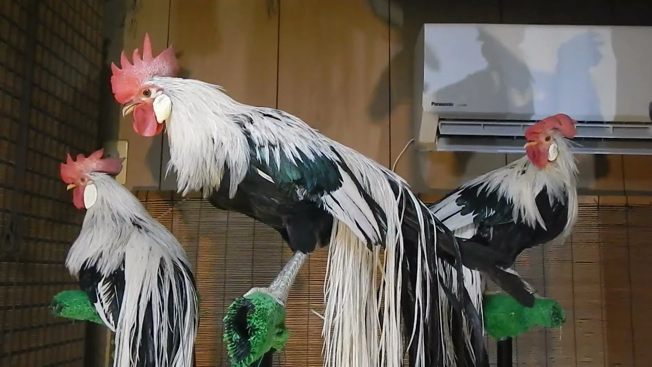 Tò mò giống gà quý tộc đắt nhất hành tinh, đại gia thi nhau lùng