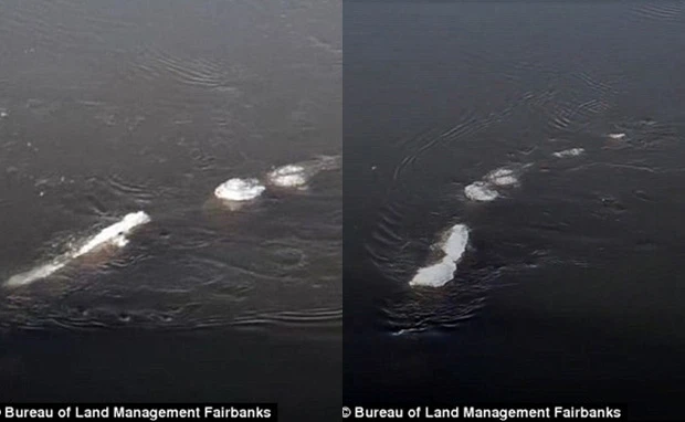 Giật mình thủy quái Alaska: Giống hệt quái vật hồ Loch Ness! 