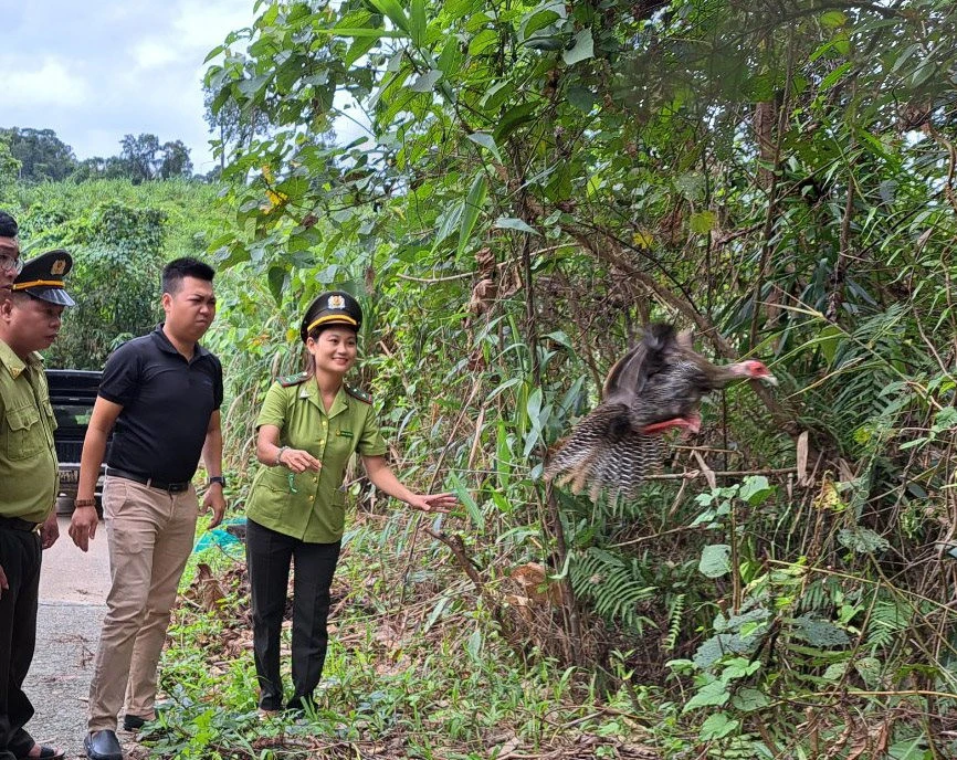 Soi 4 cá thể động vật siêu hiếm kiểm lâm Huế thả về tự nhiên