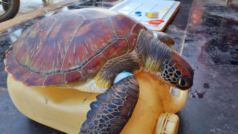 Cá thể rùa biển mắc "lưới ma" ở Lý Sơn, loài quý hiếm sao? 