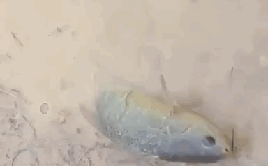 Loài cá “đi bộ” hot nhất cõi mạng TQ: Có đầy ở Việt Nam!