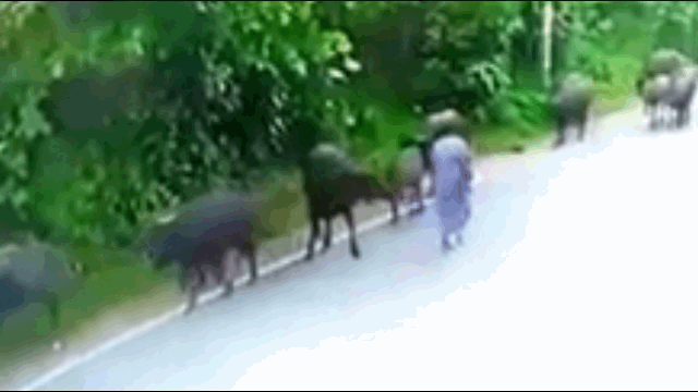 Video: Đang đi bộ, người phụ nữ bị “trâu điên” quăng quật đến bất tỉnh Video: Dang di bo, nguoi phu nu bi “trau dien” quang quat den bat tinh