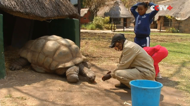 Video: Rua 300 tuoi du bao thoi tiet cuc chuan