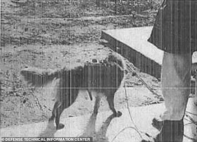 Thí nghiệm rùng rợn kiểm soát loài chó của CIA những năm 1960