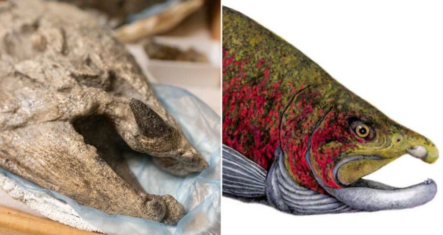 Kinh hãi loài thủy quái với 2 răng nanh hệt ma cà rồng