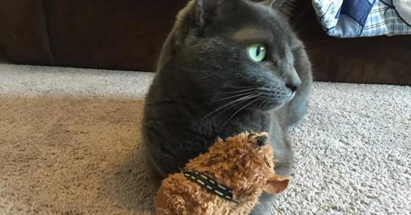 Mèo “tiên tri” Cass trổ tài dự đoán kết quả bóng đá World Cup 2022