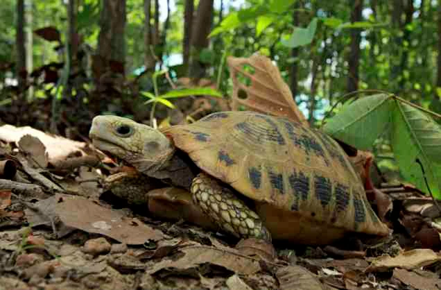 Điểm danh loài rùa bản địa Việt Nam "báo động" tuyệt chủng 