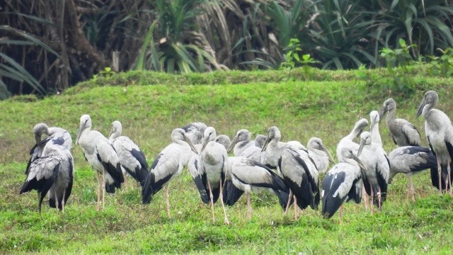 Chim nhạn quý hiếm tưởng tuyệt chủng bỗng xuất hiện ở Quảng Bình