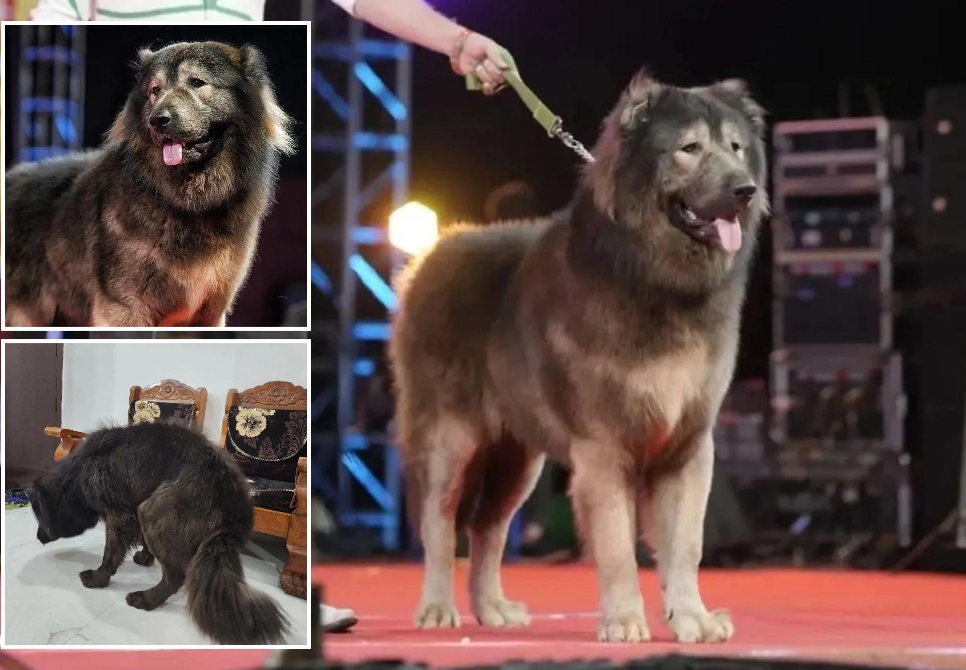 Chú chó 8 tháng tuổi "giá chát" 145 tỷ đồng, đại gia quyết mua