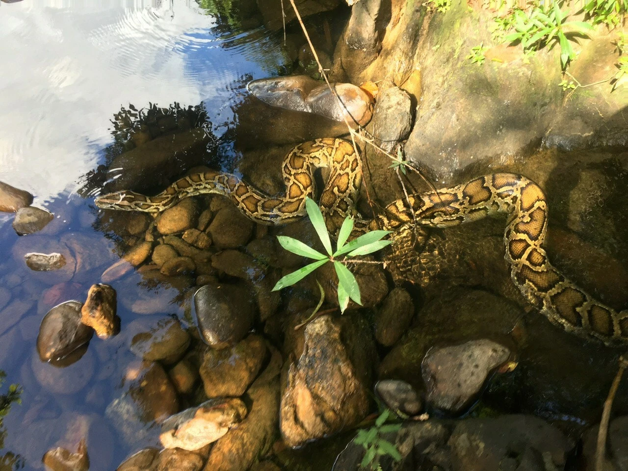 Hoảng hồn loạt trăn khủng xuất hiện ở Việt Nam, dân ùn ùn đến ngắm 