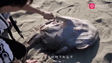 Clip: Thấy bụng cá to bất thường, chàng trai mổ ra phát hiện choáng Clip: Thay bung ca to bat thuong, chang trai mo ra phat hien choang