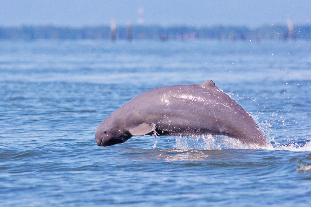 Cá heo nước ngọt Irrawaddy tuyệt chủng tại Lào: Loài quý hiếm!