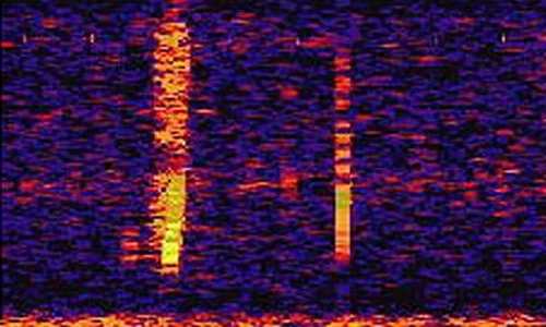 Kỳ bí âm thanh ở Thái Bình Dương nghi do thủy quái tạo ra