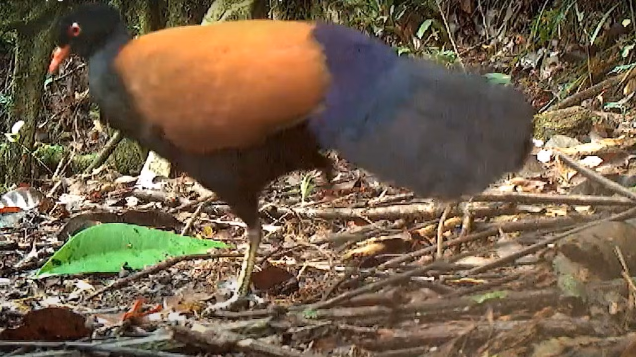 140 năm mất tích, chim bồ câu gáy đen bất ngờ "tái xuất giang hồ"