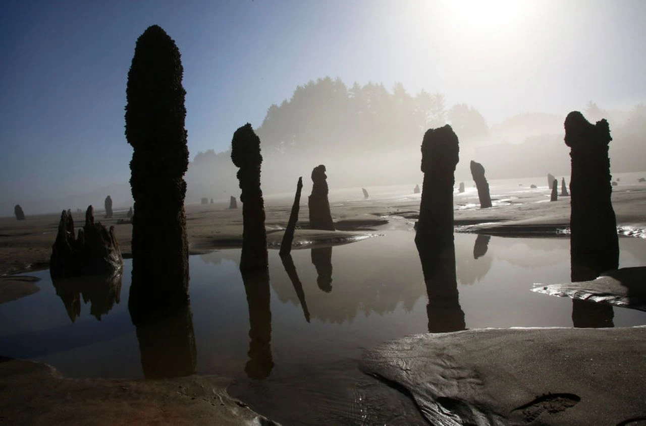 Kỳ bí “khu rừng ma” 2.000 tuổi đột nhiên xuất hiện