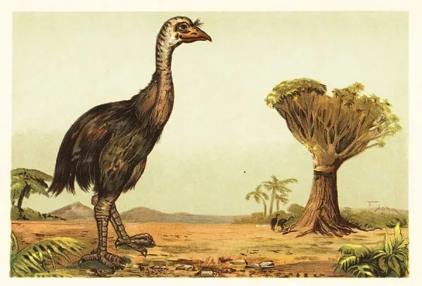 Loài chim lớn nhất thế giới tuyệt chủng trong nháy mắt... giật mình lý do 