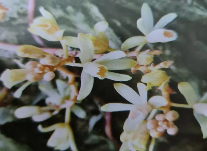 Loài lan không lá mới phát hiện ở Quảng Trị: Siêu quý hiếm?