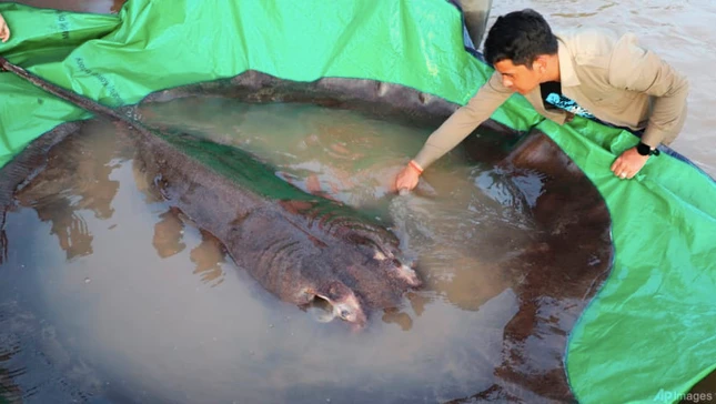 Tận mục cá đuối khổng lồ 300 kg dân vừa bắt được trên sông Mekong