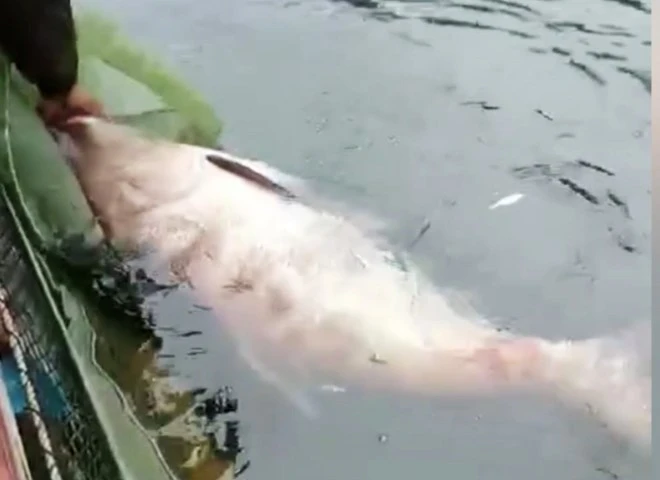 Cá mè 50 kg và loạt quái ngư khủng sa lưới ngư dân Việt