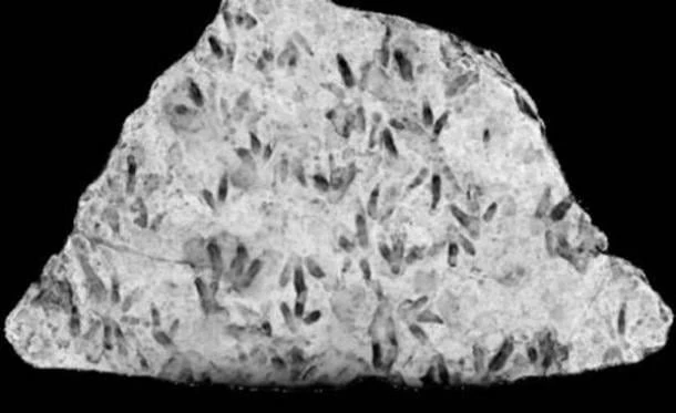 Tảng đá bị bỏ quên chi chít dấu chân khủng long 200 triệu tuổi