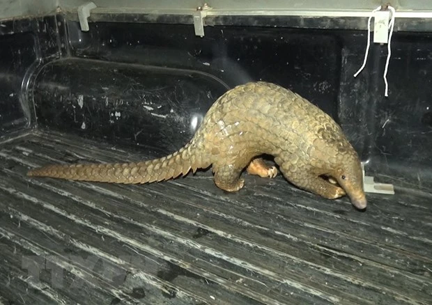 Voi cái cô đơn và loạt động vật hoang dã “đi lạc” ở Việt Nam