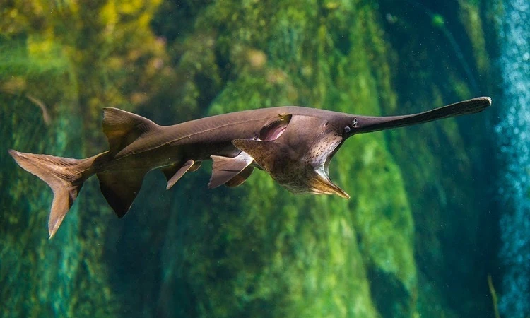 Cá tầm thìa chính thức tuyệt chủng sau 200 triệu năm: Loài đặc biệt! 