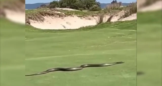 Rắn khổng lồ bất ngờ xuất hiện ở sân golf... lộ sự thật kinh hoàng