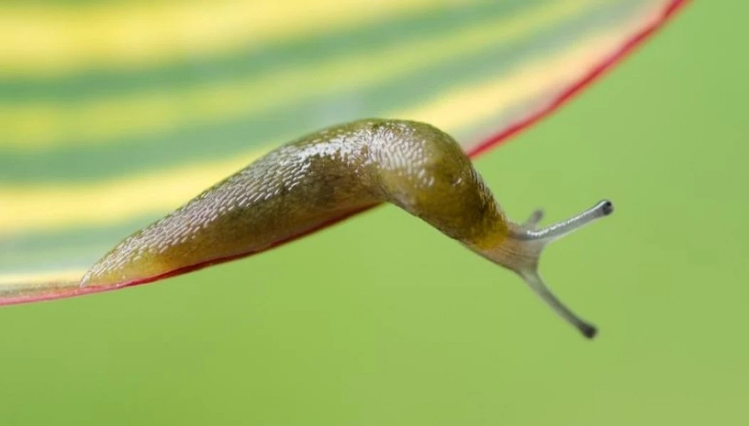 Kỳ lạ loài có số răng nhiều nhất lên tới 30.000 chiếc