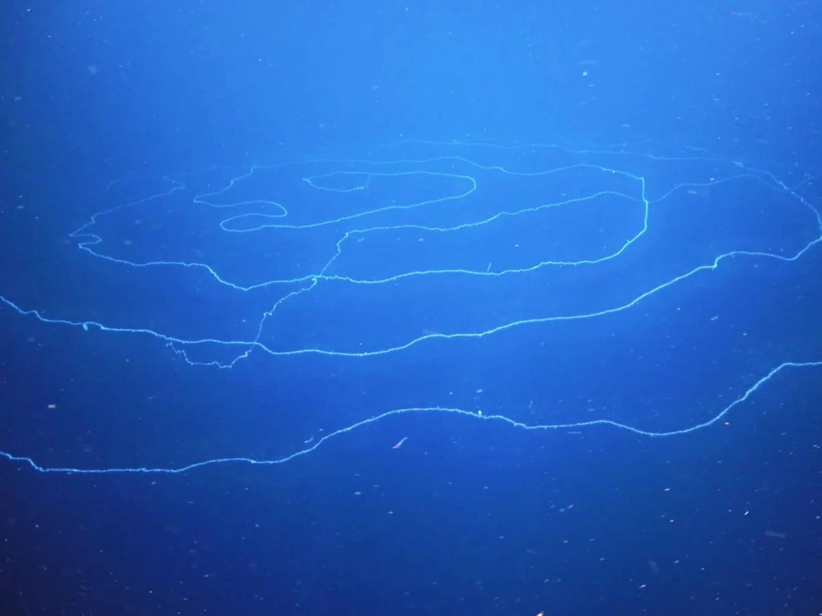 Phát hiện sinh vật dài nhất trên Trái đất, vẻ ngoài cực ấn tượng!