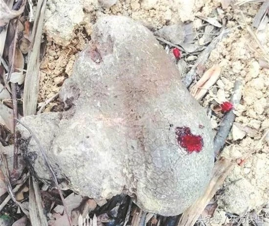 Xem hòn đá “chảy máu”, lộ bí mật động trời về hoàng đế xưa