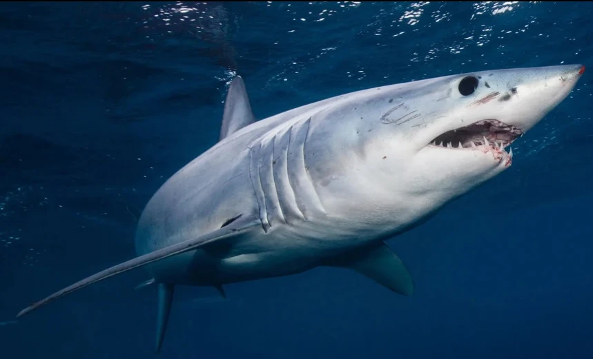 Tiết lộ cực choáng về sát thủ săn mồi "máu mặt" nhất đại dương