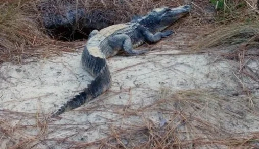 Nhìn vào hang rùa, chuyên gia thất kinh thấy "quái thú" đáng sợ