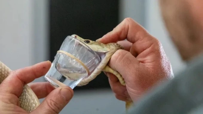 Rợn người con rắn tiết ra nọc độc đủ đoạt mạng 400 người