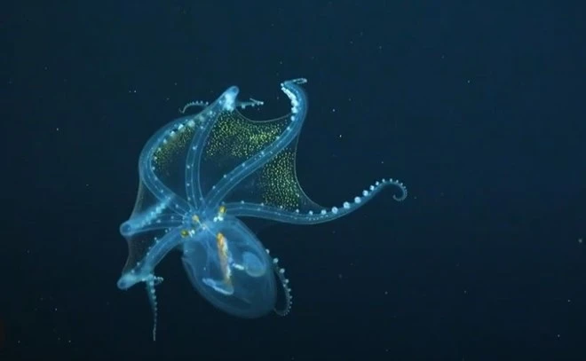 Tận thấy những sinh vật 'kỳ dị' ẩn náu dưới đáy đại dương