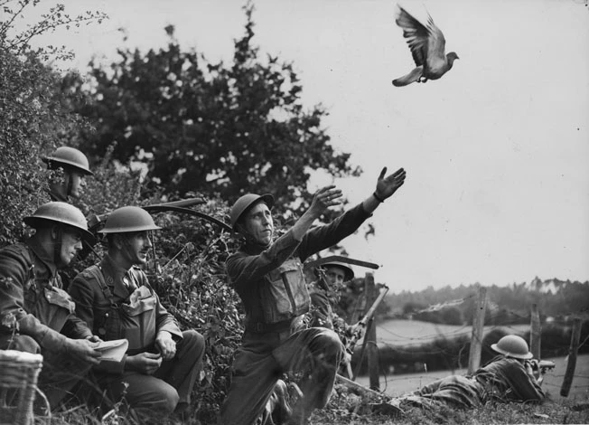 Vì sao bồ câu được người xưa chọn để đưa thư trên chiến trường?