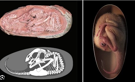 Phát hiện “báu vật” 66 triệu tuổi, cả thế giới phải kinh ngạc vì...