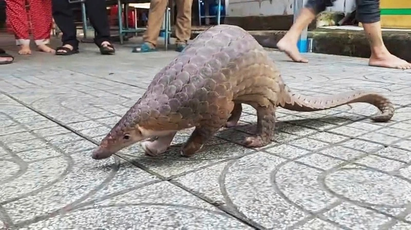 Top động vật đi lạc ở Việt Nam... toàn loài “sánh ngang vàng ngọc”