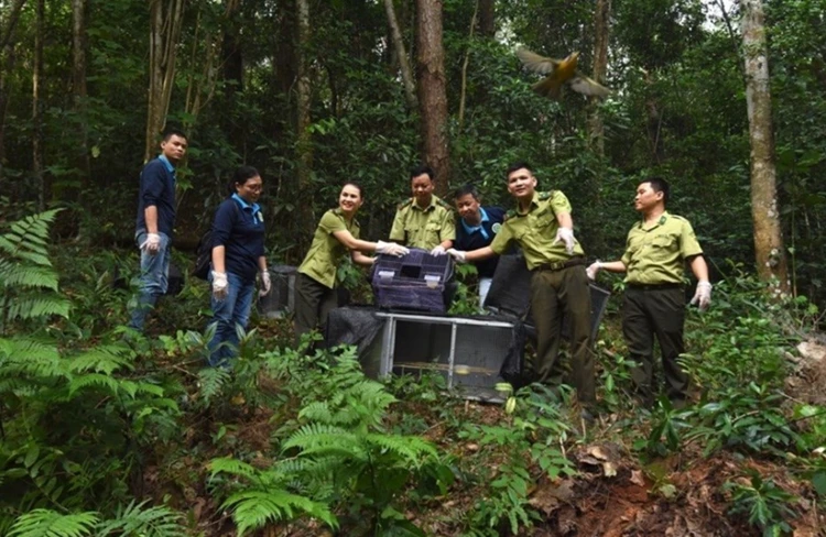 Thả nhiều cá thể chim quý hiếm về Vườn Quốc gia Tam Đảo