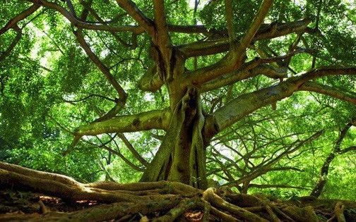 Chấn động lời giải vụ cây sung đâm chồi nảy lộc từ bộ hài cốt