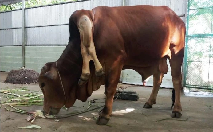 Bò 6 chân xuất hiện ở Thanh Hóa, dân đổ xô đi xem