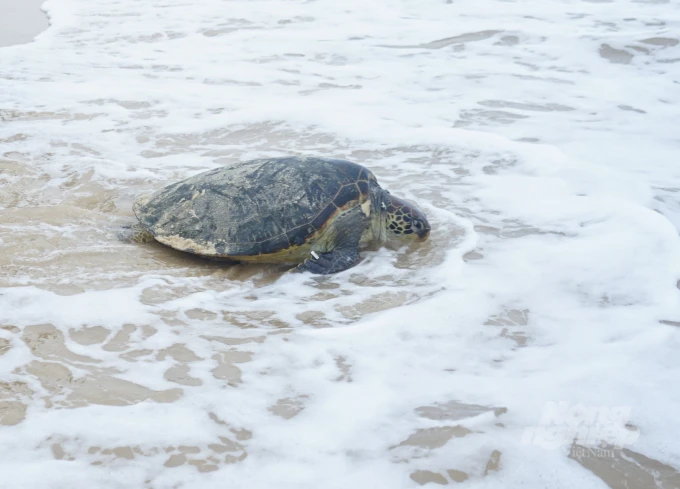 Rùa biển 50 kg mắc lưới ngư dân Hà Tĩnh: Loài cực quý hiếm! 