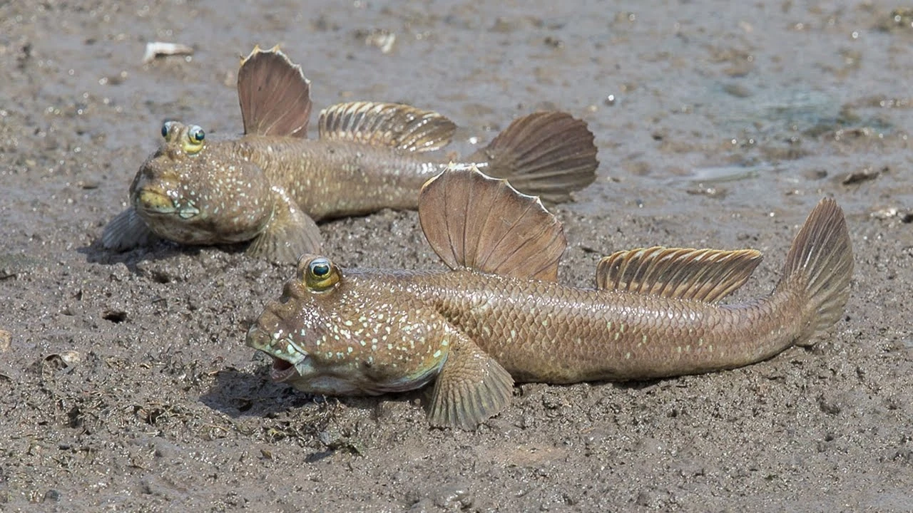 8 sinh vật độc - lạ nhất Việt Nam, số 5 cực đặc biệt 