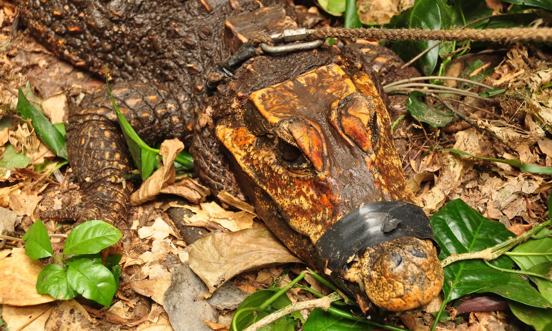 Cá sấu bất ngờ bò vào trong hang, đột biến thành loài mới