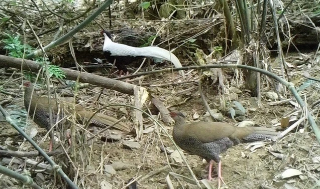 Đặt bẫy ảnh, bất ngờ phát hiện giống gà Sách đỏ ở Pù Hu