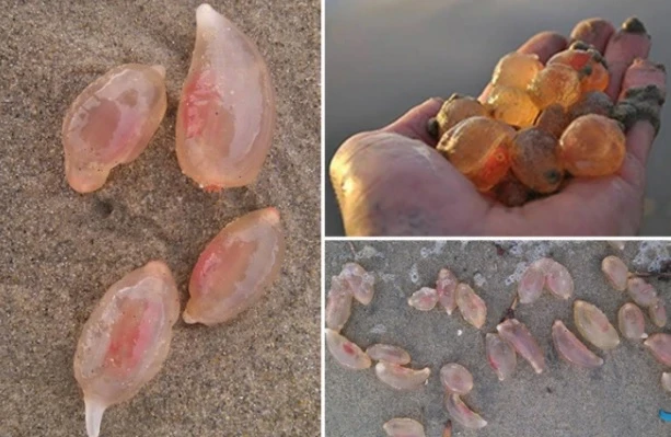 Đi dạo biển, giật mình phát hiện hàng nghìn sinh vật như “kẹo dẻo” 