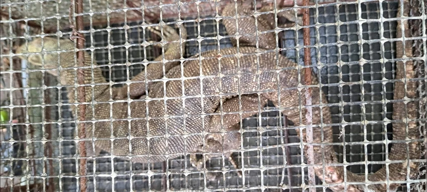 Tận mục kỳ đà hoa quý hiếm lạc vào vườn nhà dân ở Huế