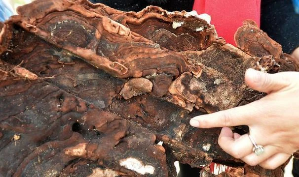 Thấy "thịt ba chỉ" trong cổ mộ, ngã ngửa nhận ra thần dược hiếm?